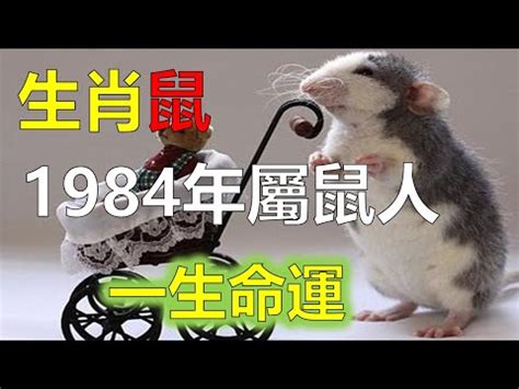 鼠屬五行|屬鼠的五行年份與命運，屬鼠人快來看看